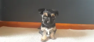 R4000 for Yorkshire Terrier