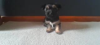 R4000 for Yorkshire Terrier