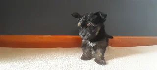 R4000 for Yorkshire Terrier