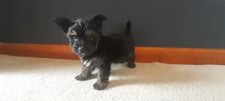 R4000 for Yorkshire Terrier
