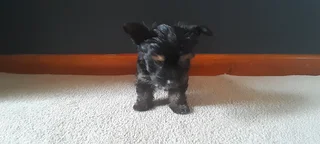 R4000 for Yorkshire Terrier