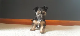 R4000 for Yorkshire Terrier