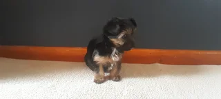 R4000 for Yorkshire Terrier