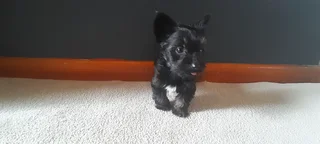 R4000 for Yorkshire Terrier