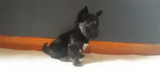 R4000 for Yorkshire Terrier