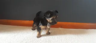 R4000 for Yorkshire Terrier