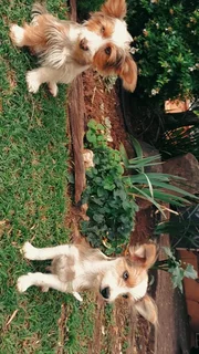 Pets - Ad posted by Bianca Denton