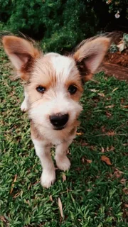 Pets - Ad posted by Bianca Denton