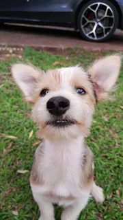 Pets - Ad posted by Bianca Denton