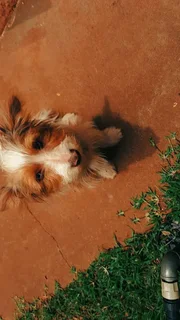 Pets - Ad posted by Bianca Denton