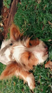 Pets - Ad posted by Bianca Denton