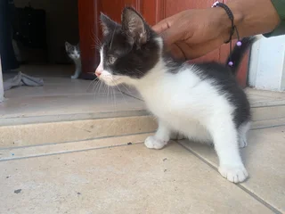 2 Month Old Tuxedo/Domestic Kittens Looking for a Loving Home