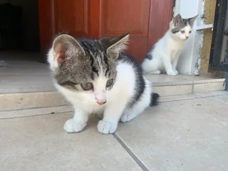 2 Month Old Tuxedo/Domestic Kittens Looking for a Loving Home
