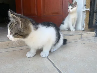 2 Month Old Tuxedo/Domestic Kittens Looking for a Loving Home
