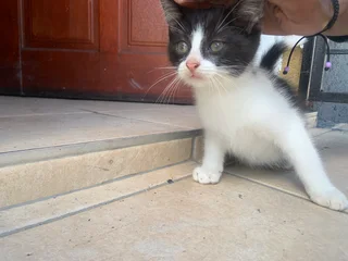 2 Month Old Tuxedo/Domestic Kittens Looking for a Loving Home