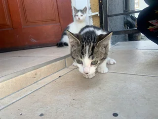 2 Month Old Tuxedo/Domestic Kittens Looking for a Loving Home