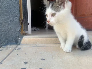 2 Month Old Tuxedo/Domestic Kittens Looking for a Loving Home