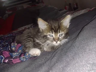 Baby Female maine- coon mix