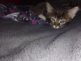 Baby Female and Male maine- coon mix