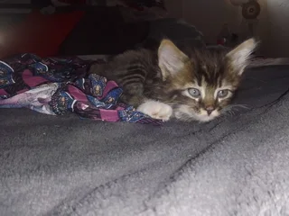 Baby Female and Male maine- coon mix