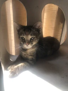 Kitten - Ad posted by Savana Patrick