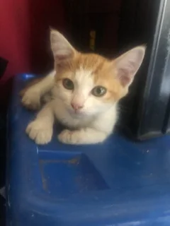 Kitten - Ad posted by Savana Patrick