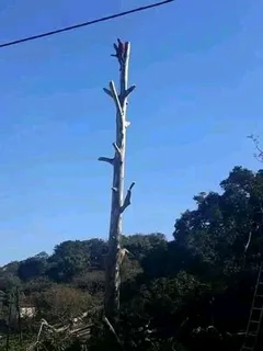 A&amp;J TREE FELLING AND GARDEN SERVICES