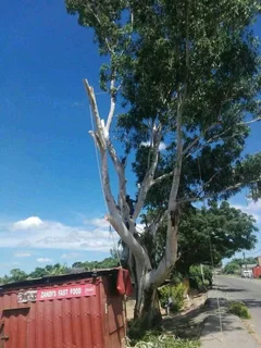 A&amp;J TREE FELLING AND GARDEN SERVICES