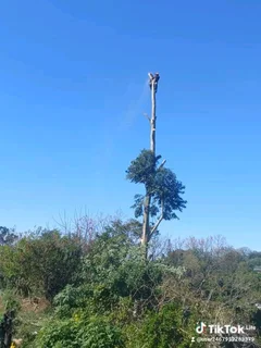 A&amp;J TREE FELLING AND GARDEN SERVICES