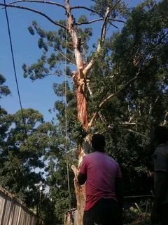 A&amp;J TREE FELLING AND GARDEN SERVICES