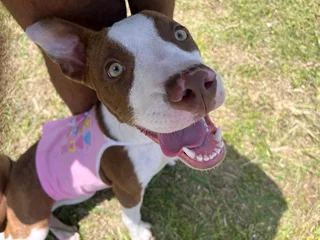 German shepherd/husky mix