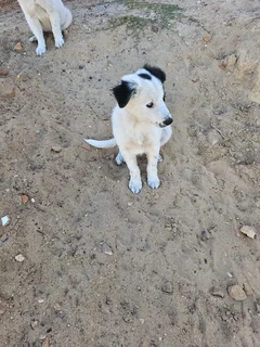 3 x border colies 1 year old