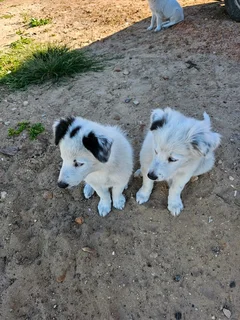 3 x border colies 1 year old