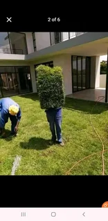 Instant grass