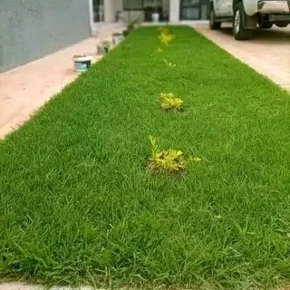 Instant grass