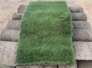 Instant grass