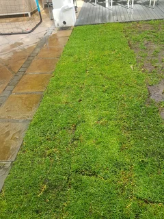 We supply kikuyu grass buffalo grass Lm berea grass and cynodon grass