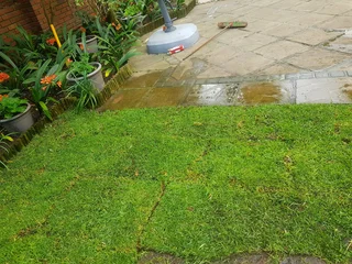 We supply kikuyu grass buffalo grass Lm berea grass and cynodon grass