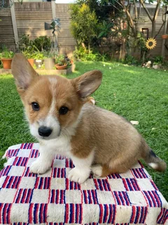 Puppies - Ad posted by David Conradie