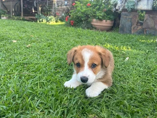 Puppies - Ad posted by David Conradie