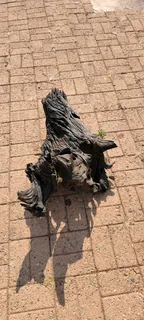 Massive aquarium wood