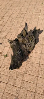 Massive aquarium wood