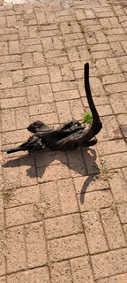 Medium aquarium wood