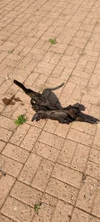 Medium aquarium wood