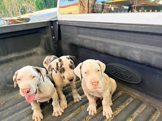 8 week Great Dane for Sale