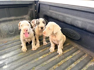 8 week Great Dane for Sale