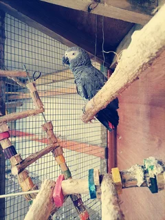 Large outdoor corner aviary