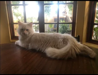 Young male cream-point Ragdoll