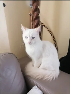 Young male cream-point Ragdoll