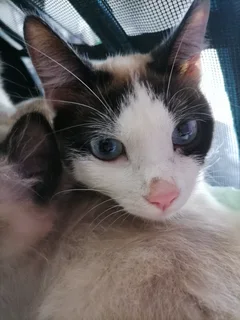 Beautiful bi-colour Ragamese female